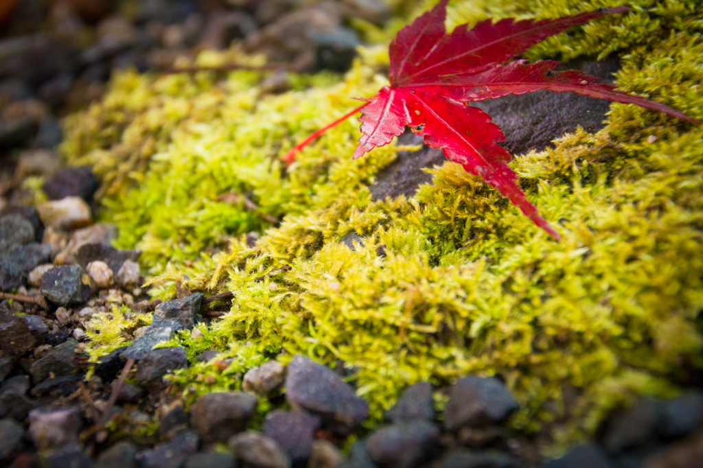 【道志の森】-紅葉02