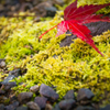 【道志の森】-紅葉02