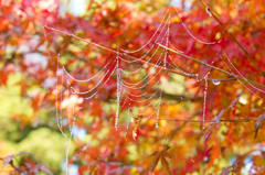 【道志の森】-紅葉01