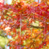 【道志の森】-紅葉01