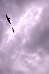R0016077