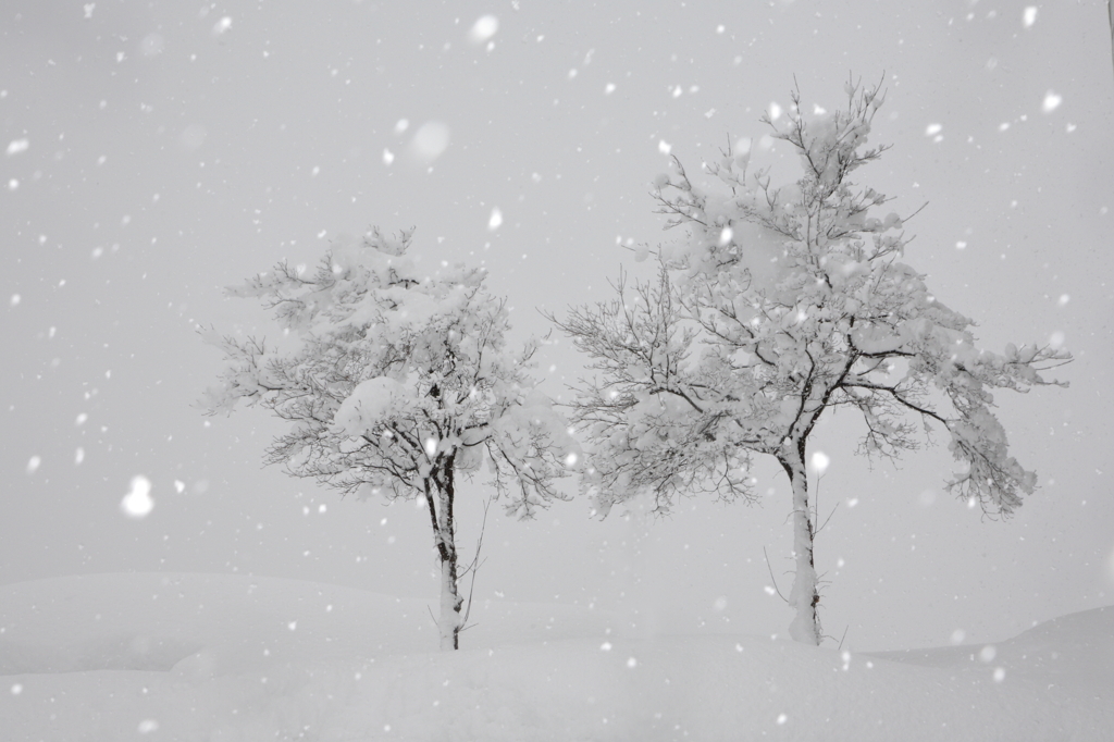 雪が降る