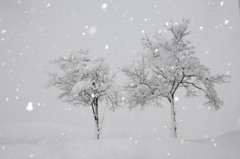 雪が降る