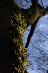 森の番人を見上げて