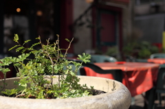 カフェ IN YOKOHAMA