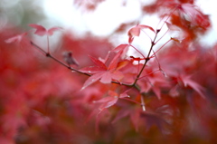 紅葉