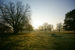 Morning Light