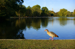 Wander in the park