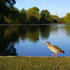 Wander in the park
