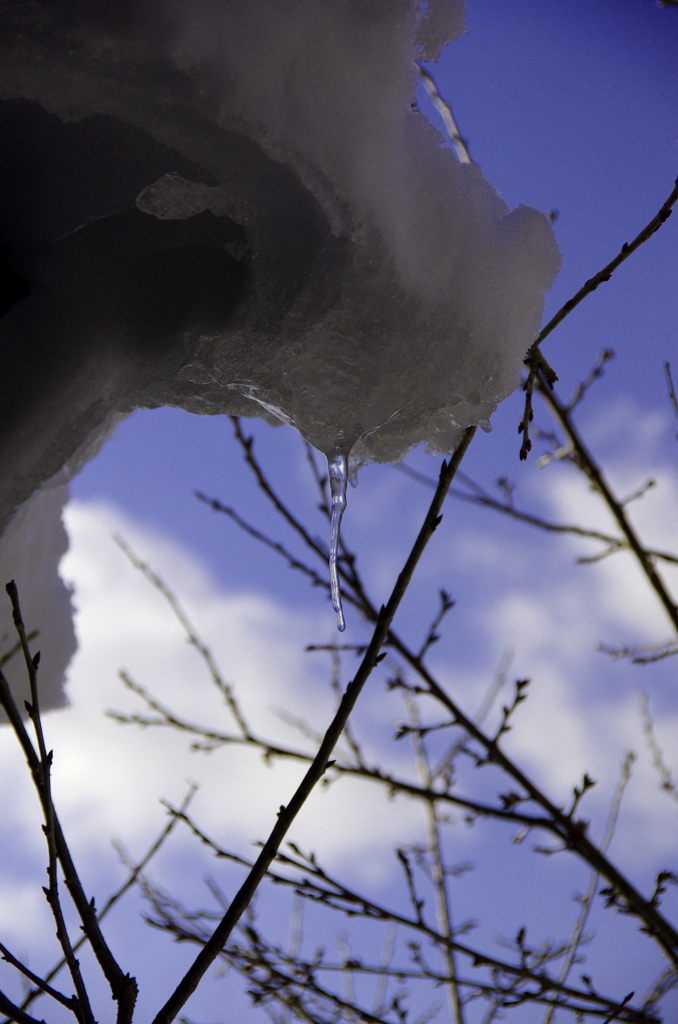 雪解けと早すぎる春の予感。
