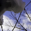 雪解けと早すぎる春の予感。