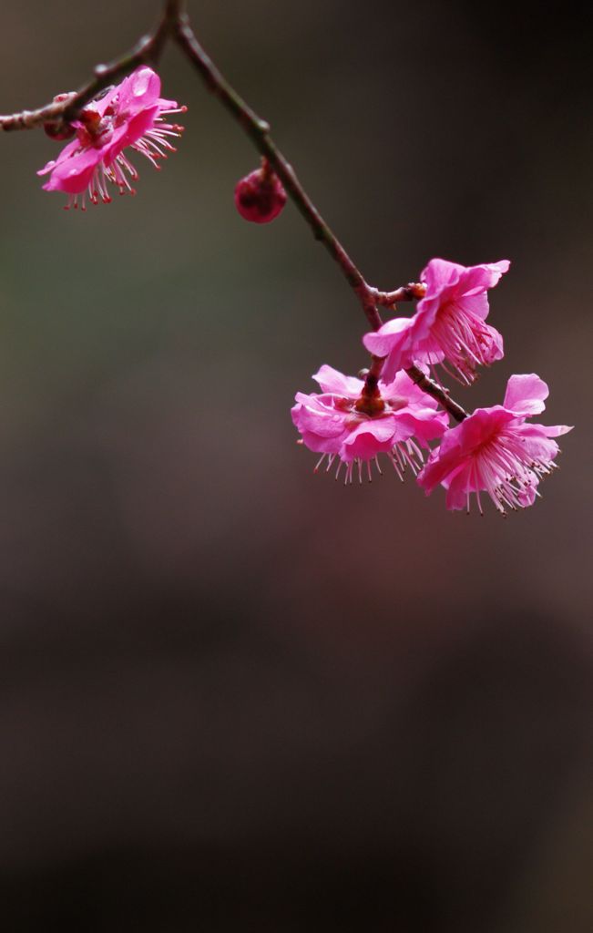 妙本寺　紅梅