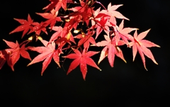 今年は長く楽しめた