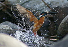 水浴び