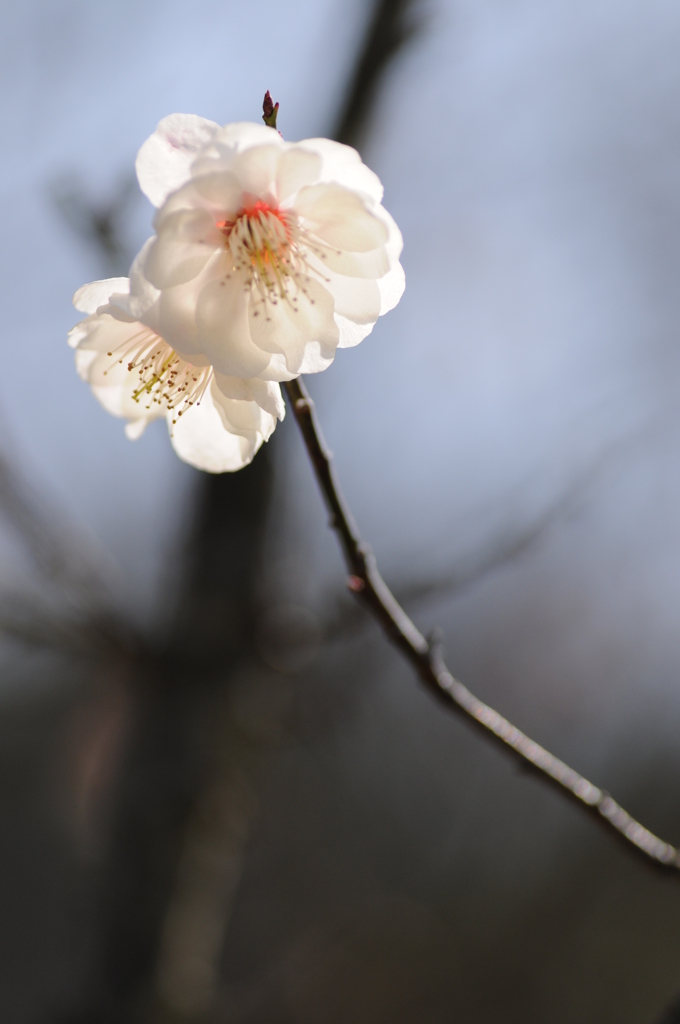 梅　花の文化園 080