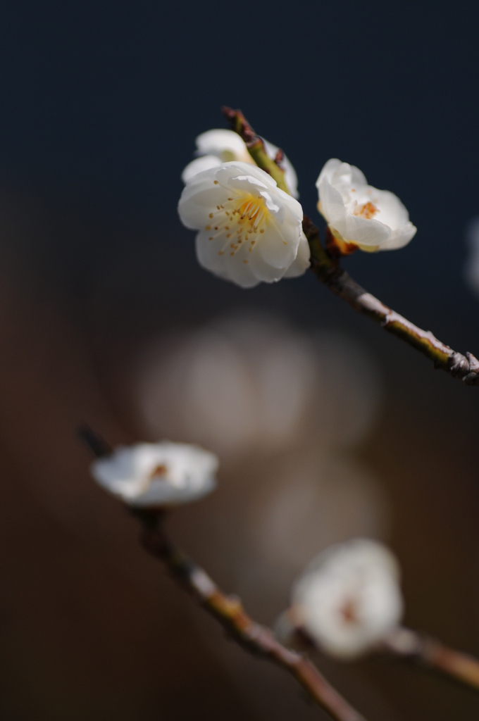 梅　花の文化園 052