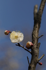 梅　花の文化園 086