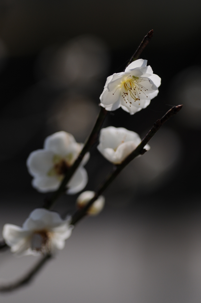 梅　花の文化園 050