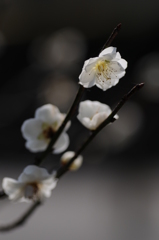 梅　花の文化園 050