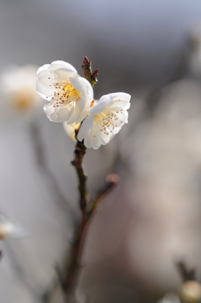 梅　花の文化園 046