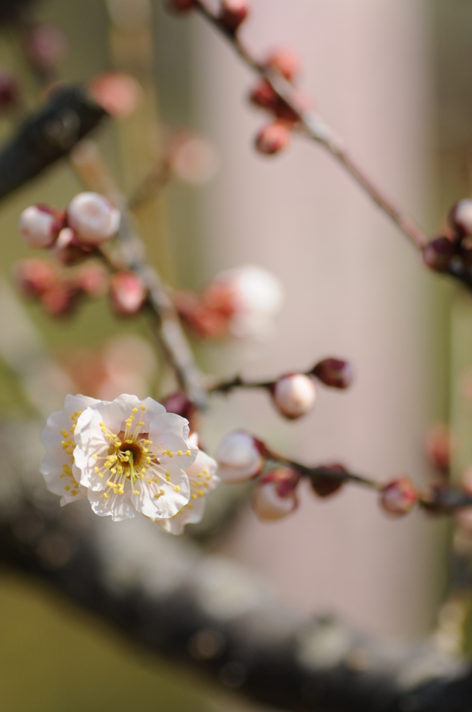 梅　花の文化園 076