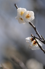 梅　花の文化園 048