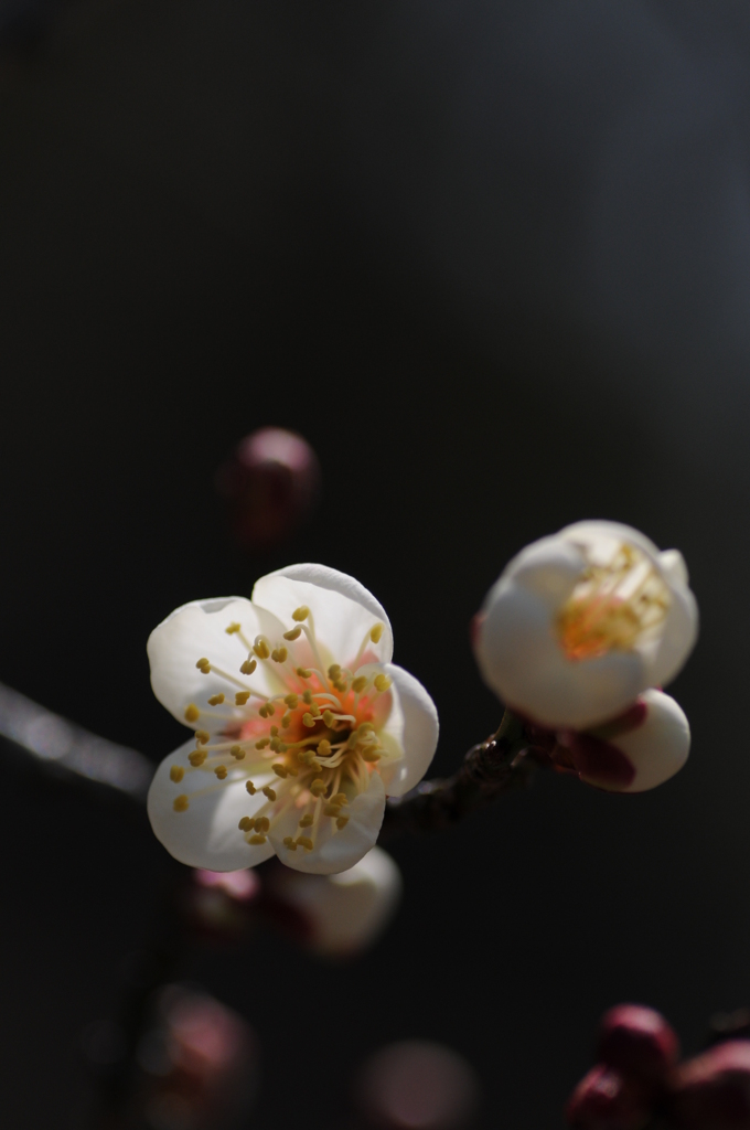 梅　花の文化園 064