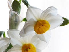 レース越しの光と水仙