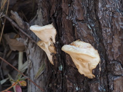 赤松だけどマツタケではないな