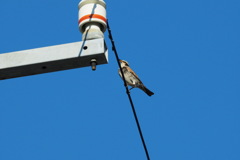 節分のツグミ　もうすぐシベリアへ