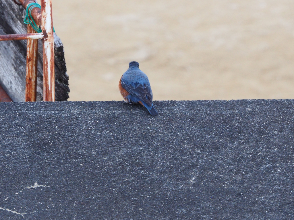 海なし県ですがイソヒヨドリさんですか？