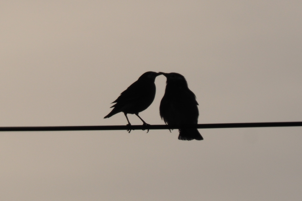 今日もよろしく