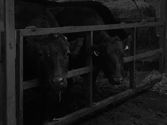 牛舎で
