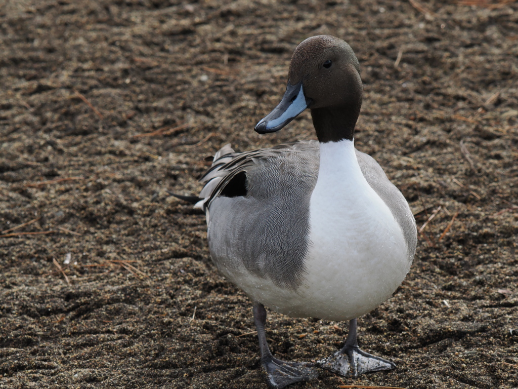 はぐれたのかい？