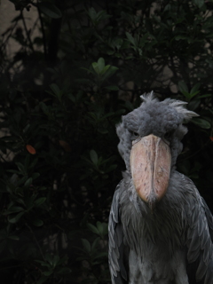 ヒトっぽさを感じる