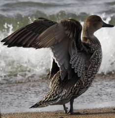 波打ち際の安全地帯