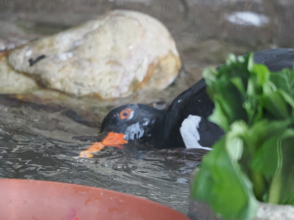 洗顔〜溺れてないよ〜