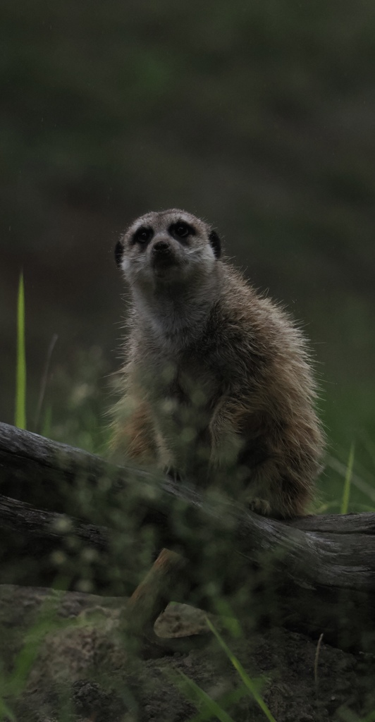 動物園なんだから見張らなくても大丈夫よ