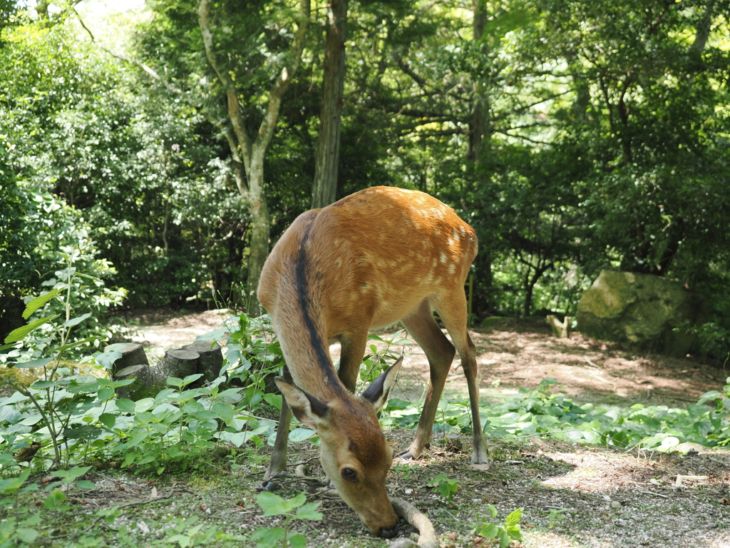 宮島のシカさんは逃げないっ