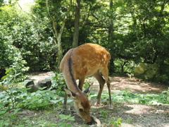 宮島のシカさんは逃げないっ