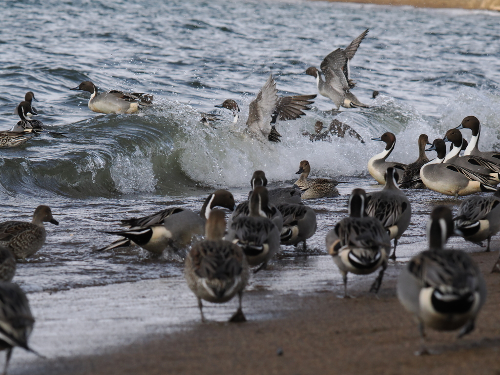 波に乗るもの呑まれるもの