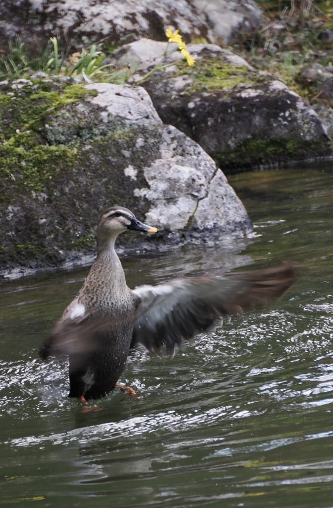 だんしぃんぐ！！