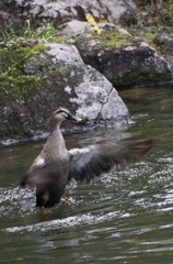 だんしぃんぐ！！