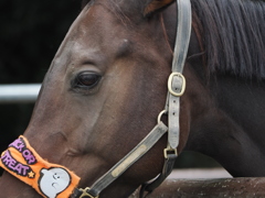 ハロウィンなんてつゆ知らずってお顔