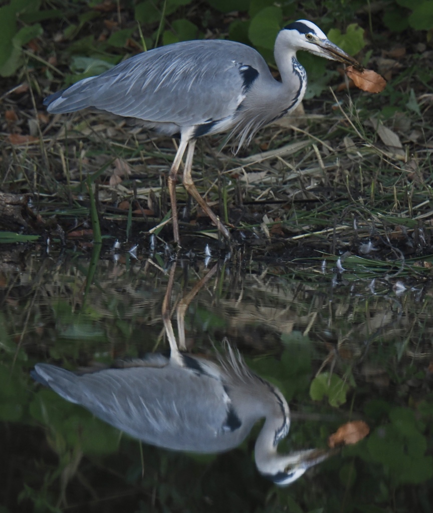 お気に入リーフ