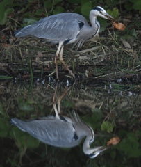 お気に入リーフ