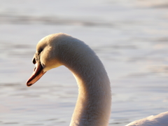 超望遠購入わーい