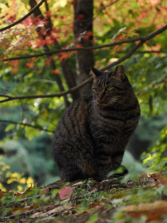 成田山の野良猫さん