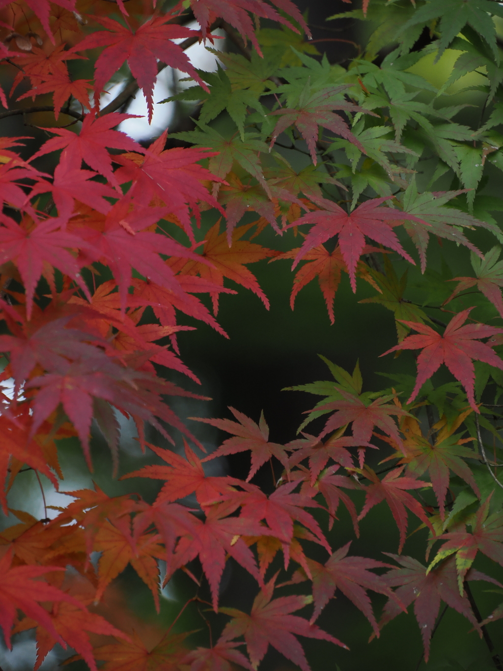 緑と赤ちょうどまんなか