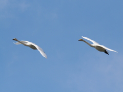 果てしない大空と